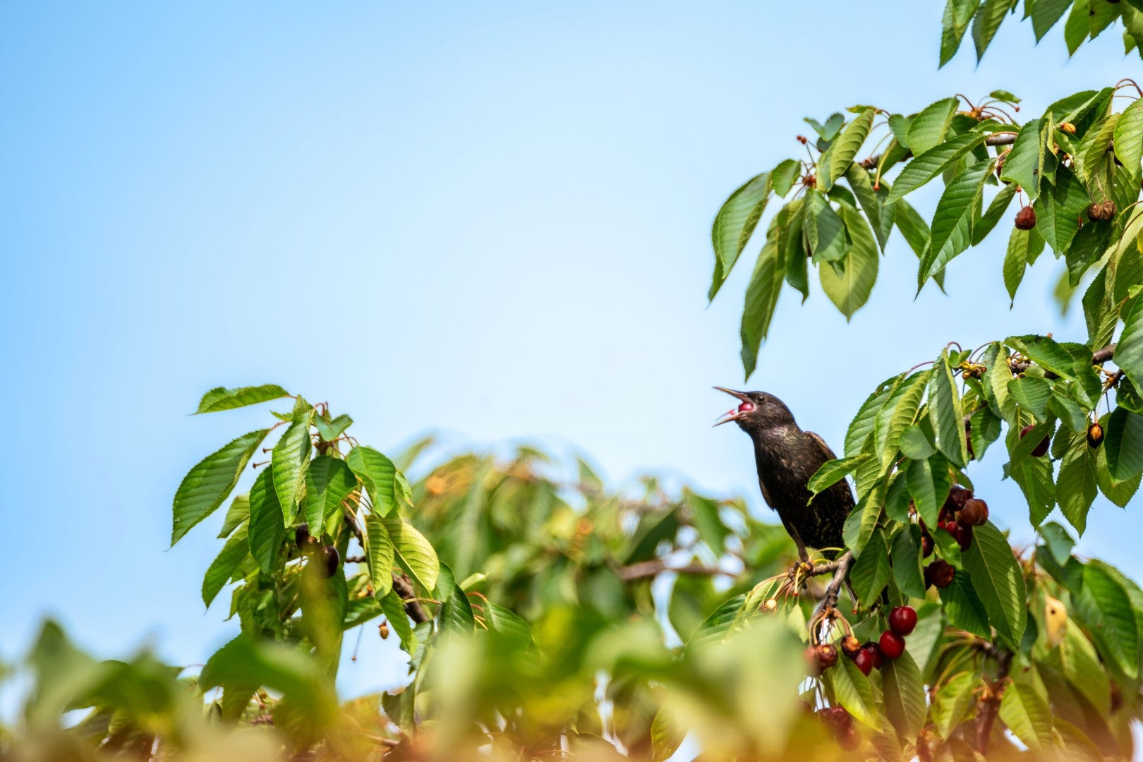 Bird Control Guide for Cherry Orchards