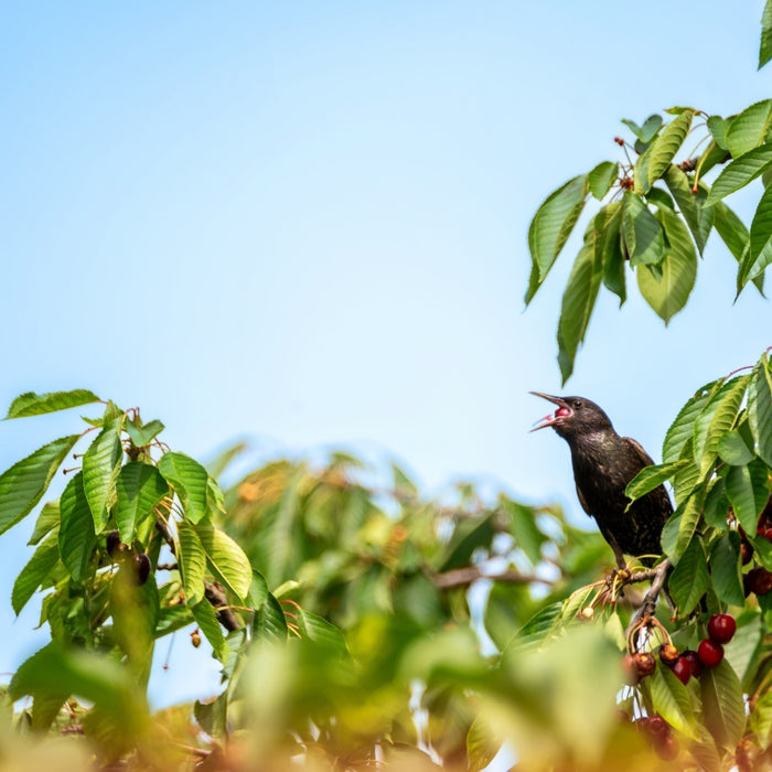 Bird Control Guide for Cherry Orchards