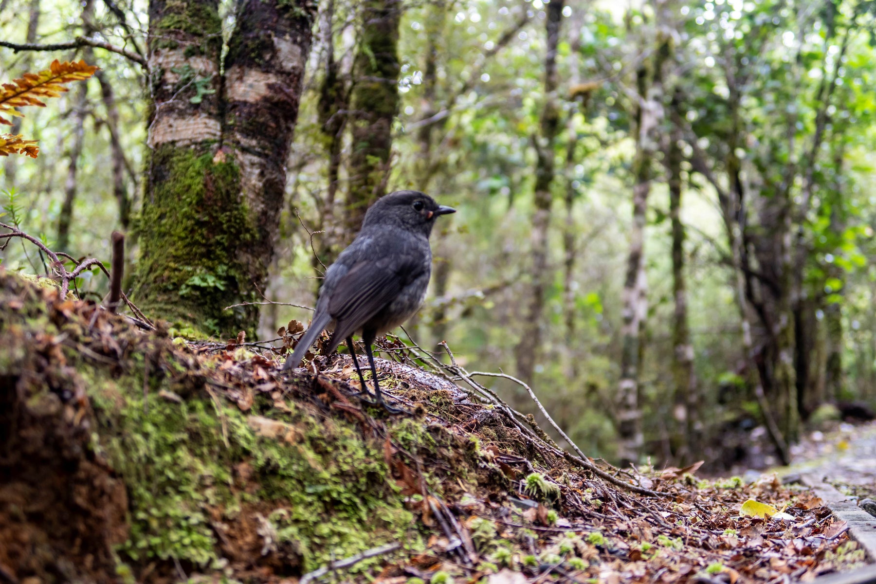 Predator Control for a better New Zealand