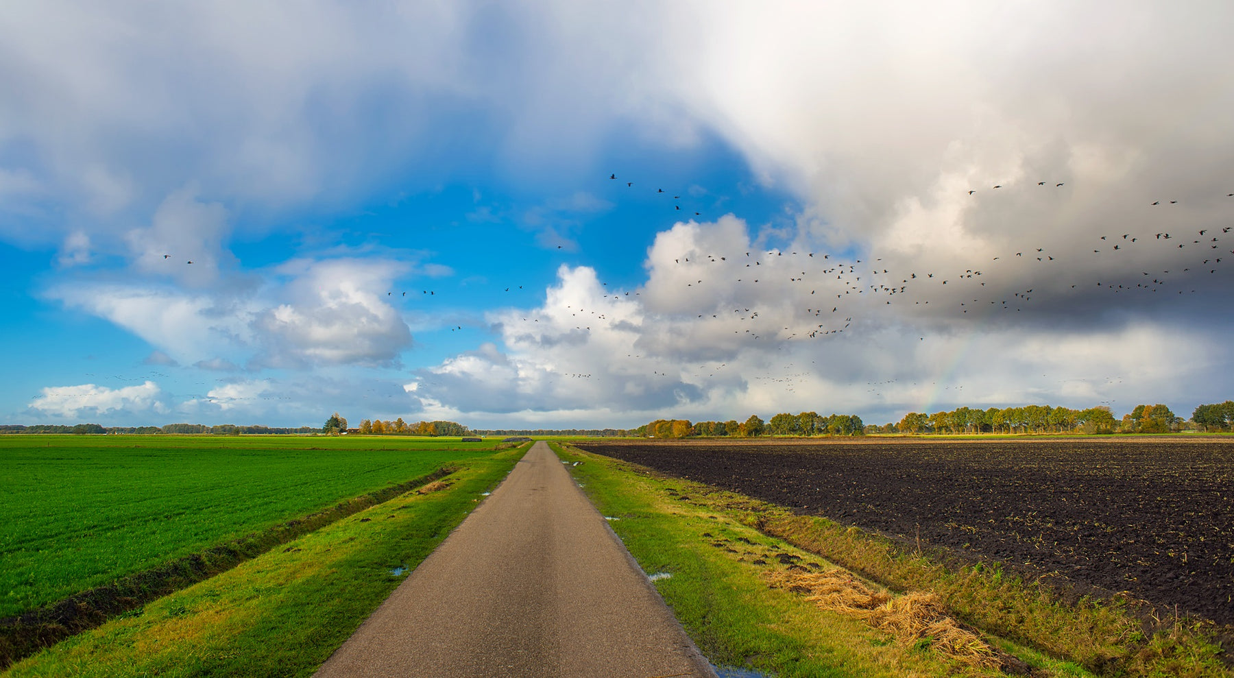 Bird Control Guide for Seed Crops