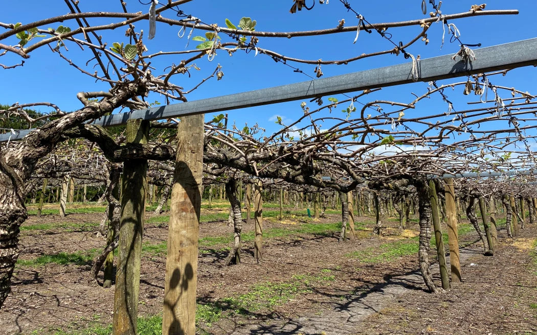 The battle of birds vs buds for kiwifruit growers