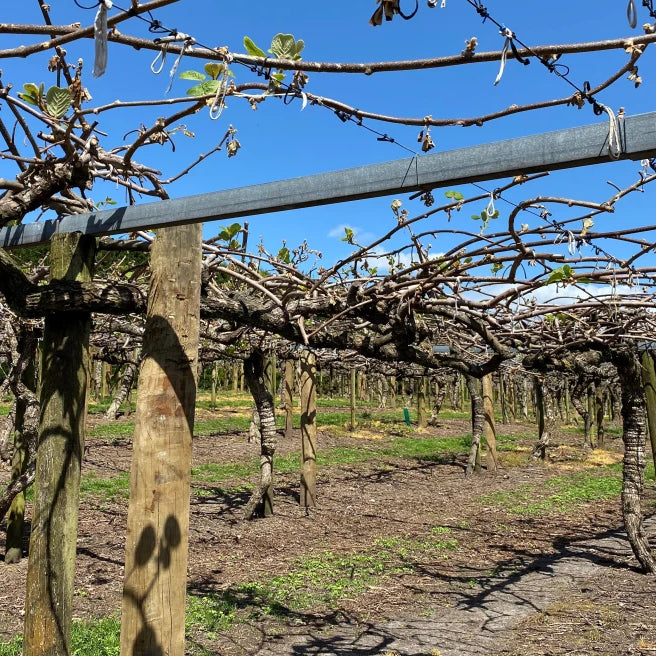 The battle of birds vs buds for kiwifruit growers